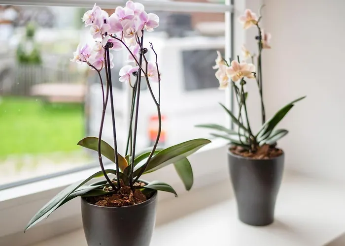 Apartmán In Near Area